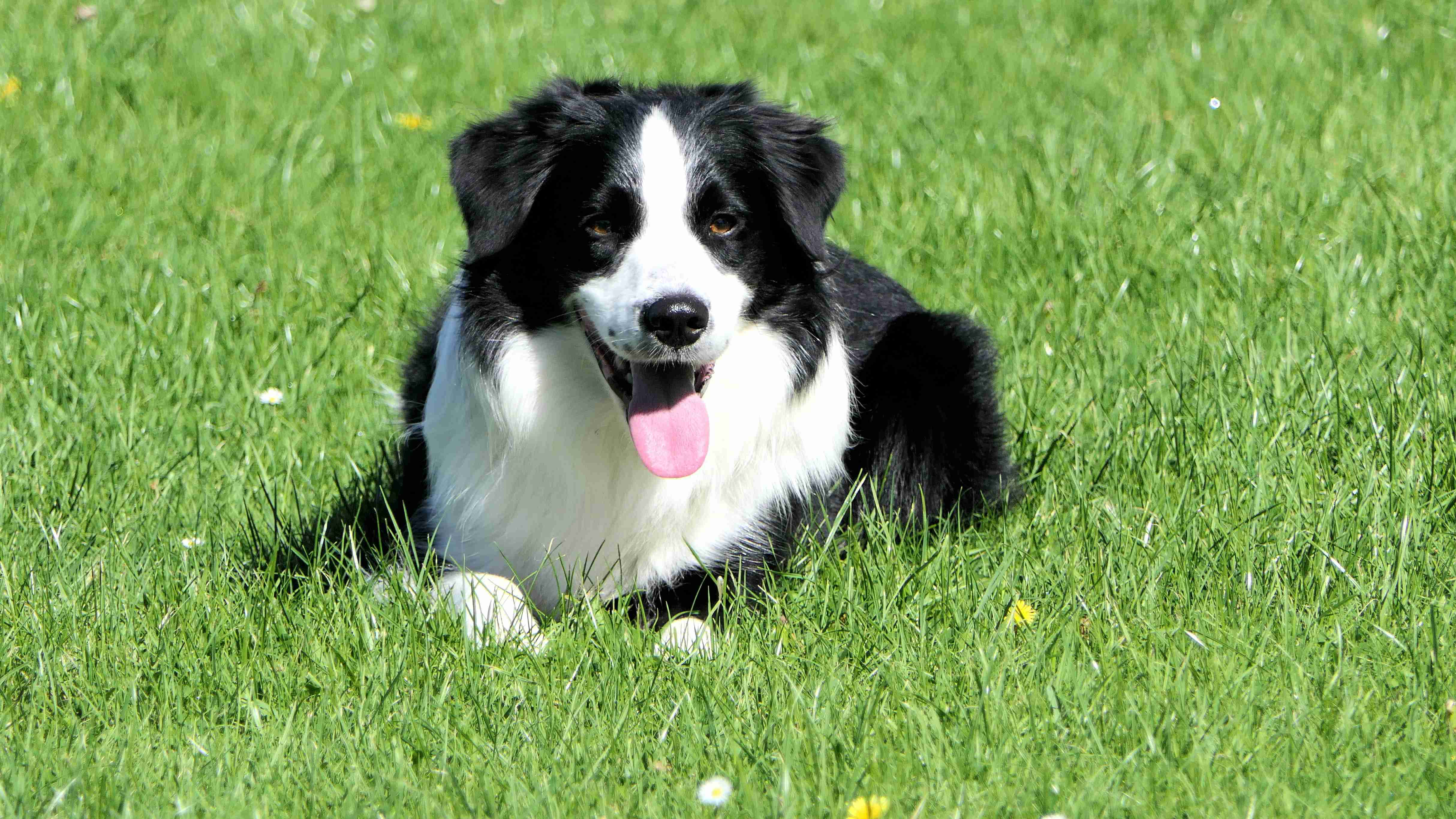 Fetch Mastery: The Ultimate Guide to Teaching Your Border Collie Puppy How to Play Fetch